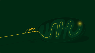 A yellow bicycle rides a mitochondrion like a racetrack - highlighting the energy journey inside your cells.