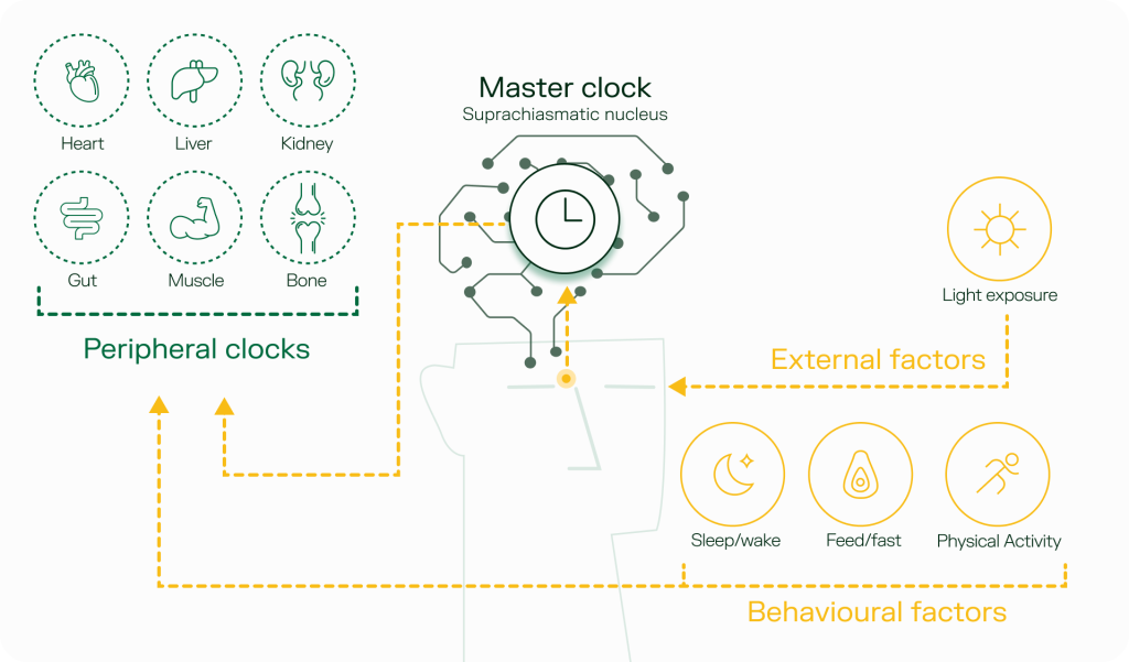 The master clock in your brain acts as the conductor, keeping all body rhythms and the peripheral clocks in sync with day and night.