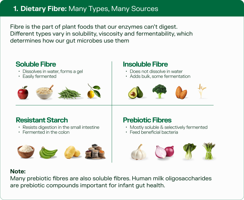 Infographic explaining four types of dietary fibre for gut health – soluble fibre, insoluble fibre, resistant starch, and prebiotic fibres – with gut-friendly food examples for each