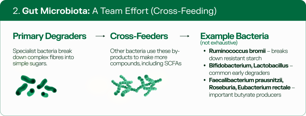 Diagram of gut microbiota cross-feeding showing how primary degrader bacteria break down dietary fibre into short-chain fatty acids through microbial teamwork