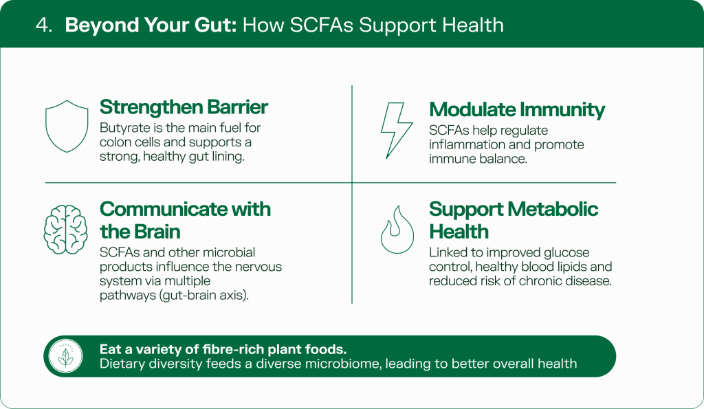 Infographic showing four systemic benefits of short-chain fatty acids beyond the gut - barrier integrity, immune modulation, gut-brain axis communication, and metabolic health