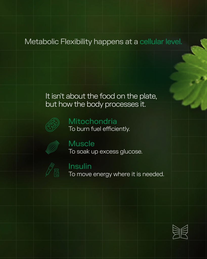 Infographic showing three cellular pillars of metabolic flexibility — mitochondria for fuel burning, muscle for glucose uptake, and insulin for energy distribution.